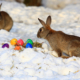 Ostern auf dem Schnee mit snow-coach.ch