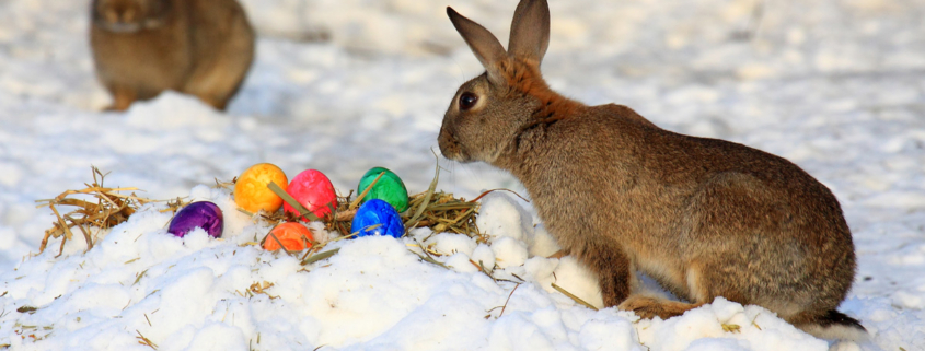 Ostern auf dem Schnee mit snow-coach.ch